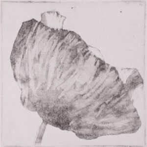 101 Poppies - #40