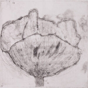 101 Poppies - #46