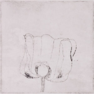 101 Poppies - #47