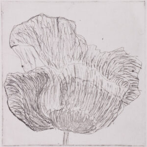 101 Poppies - #86